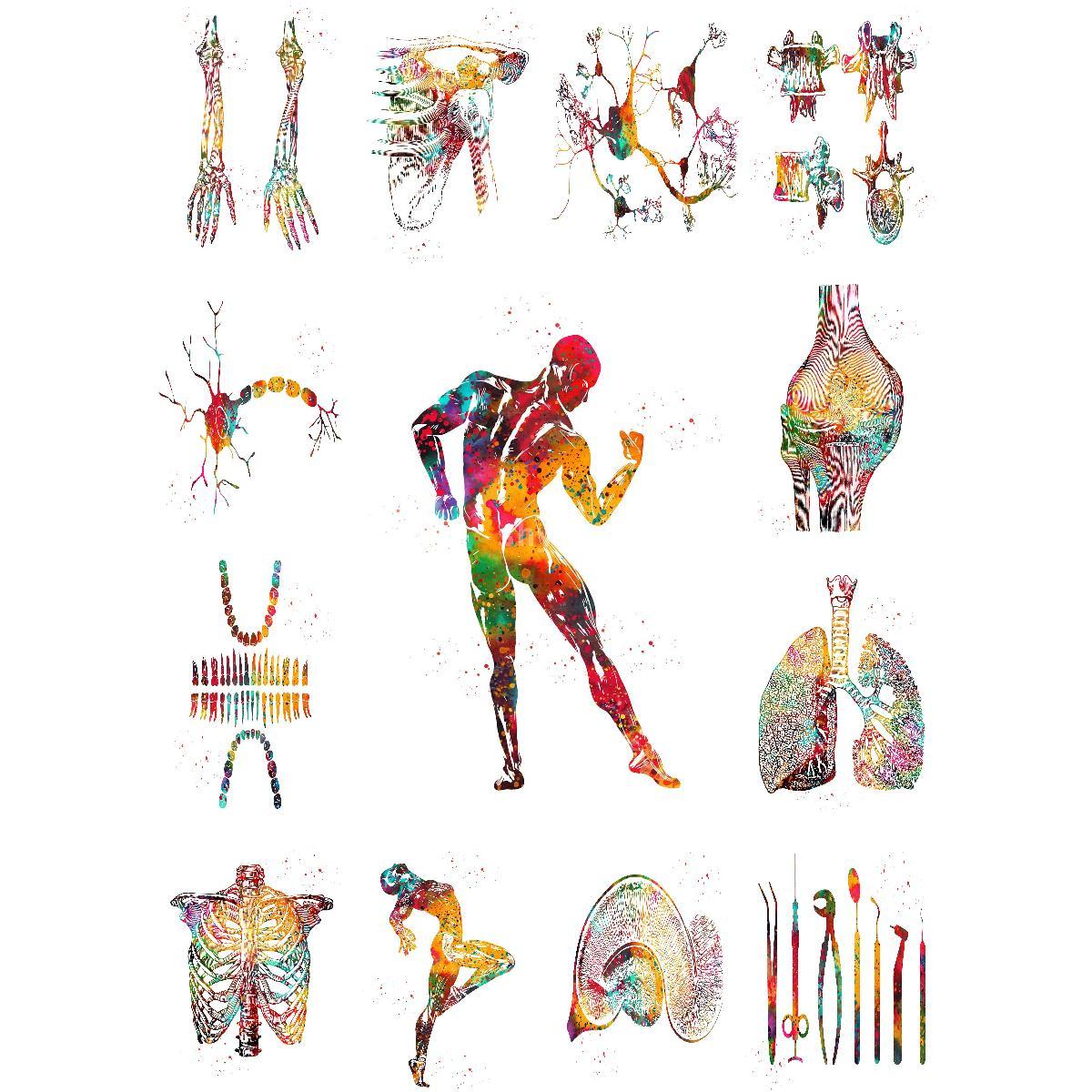 Interior Design Education - Anatomiczna struktura mięśni plakat edukacyjny drukowany